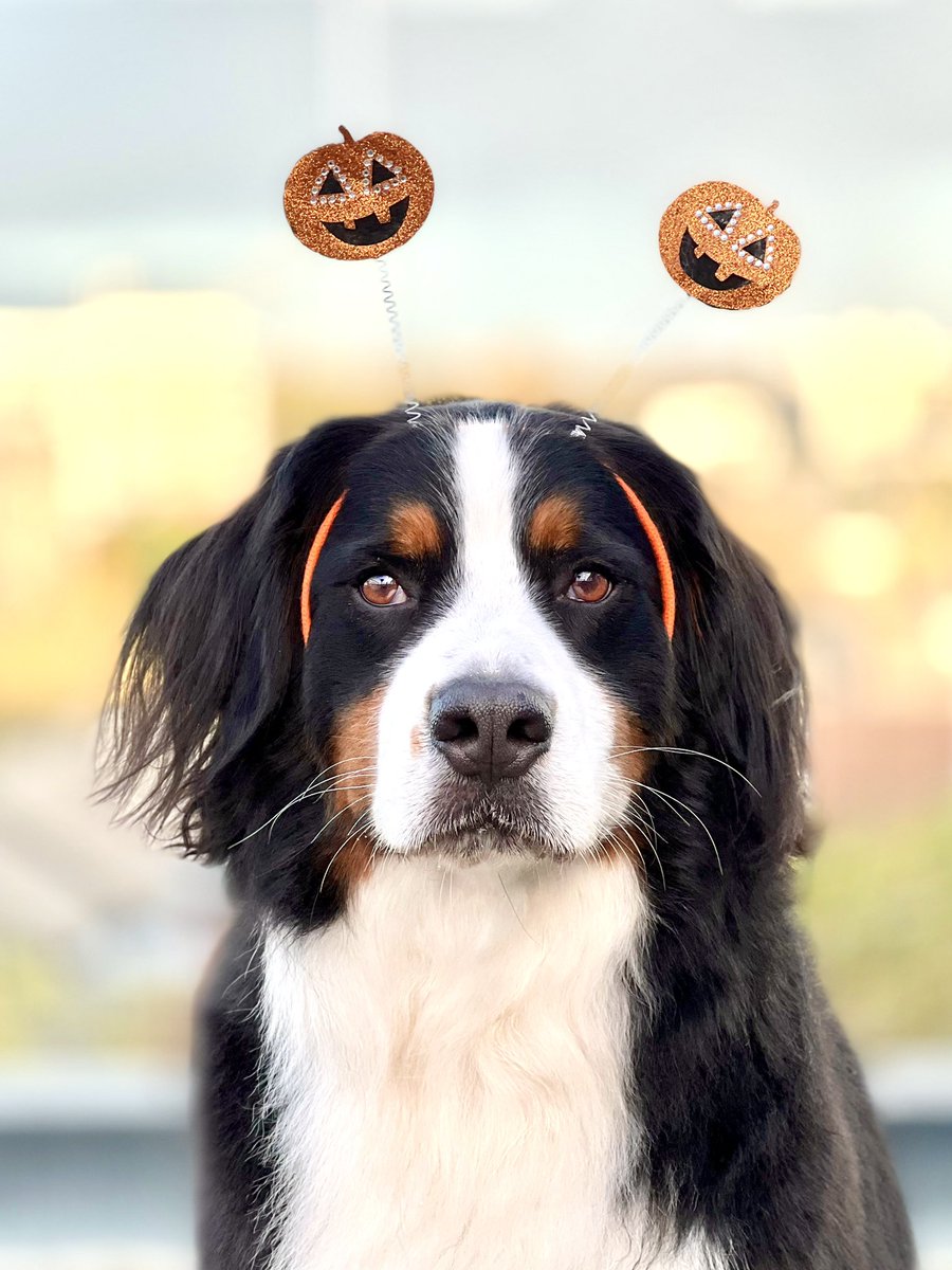 EllaFetchgerald's tweet photo. Happy Halloween everyone!
Show us your fantastic costumes?
#Halloween #costume #bernesemountaindog https://t.co/DwZ4IV2DGo