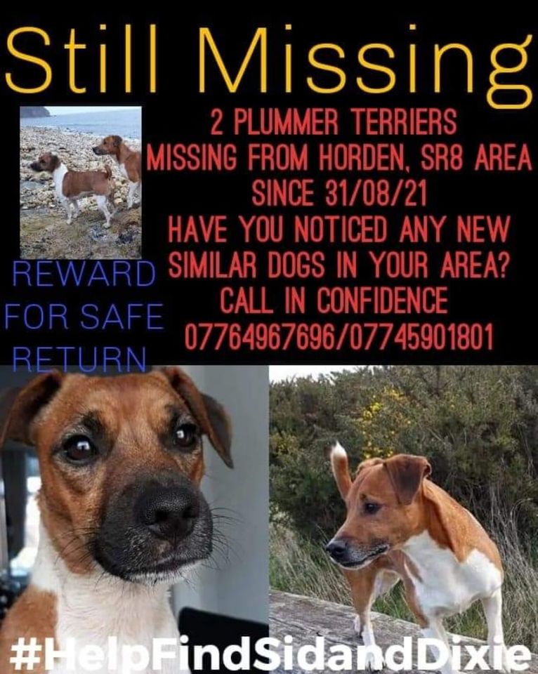 The_Animal_Team's tweet photo. 🆘SID &amp; DIXIE ARE STILL MISSING, PLEASE REMEMBER THEM.🆘 #PlummerTerriers, disappeared on Tuesday 31/8/21 not long after 9am #HordenBeach #SR8 area, #CountyDurham. Contact numbers on posters. https://t.co/DfXw14qN4t #MissingDogs #dogsoftwitter #dogs #Sid #Dixie https://t.co/eFKtTuaIt7