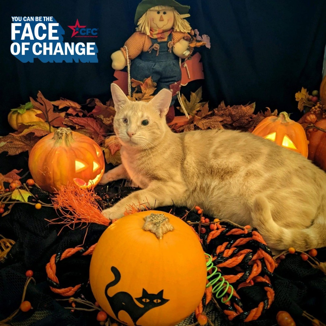 Adorable foster, Lake, is all ready for Trick or Treating tonight and wishes all of the King Street Cats' (#39069) family, friends, and community a very Happy Halloween! 👻🎃

📸 instagram.com/p/CVtDdr3N5Fs/ via tweet.photo