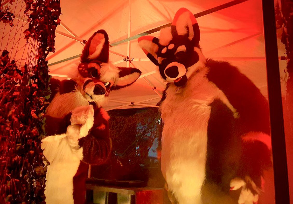 RaighoHusky's tweet image. 😈🎃 Trick or Treat ?! 🎃😈

Happy Howl’oween!!!! 

📸 @/AmpereHusky4600 
🦊 @DanzigFops !