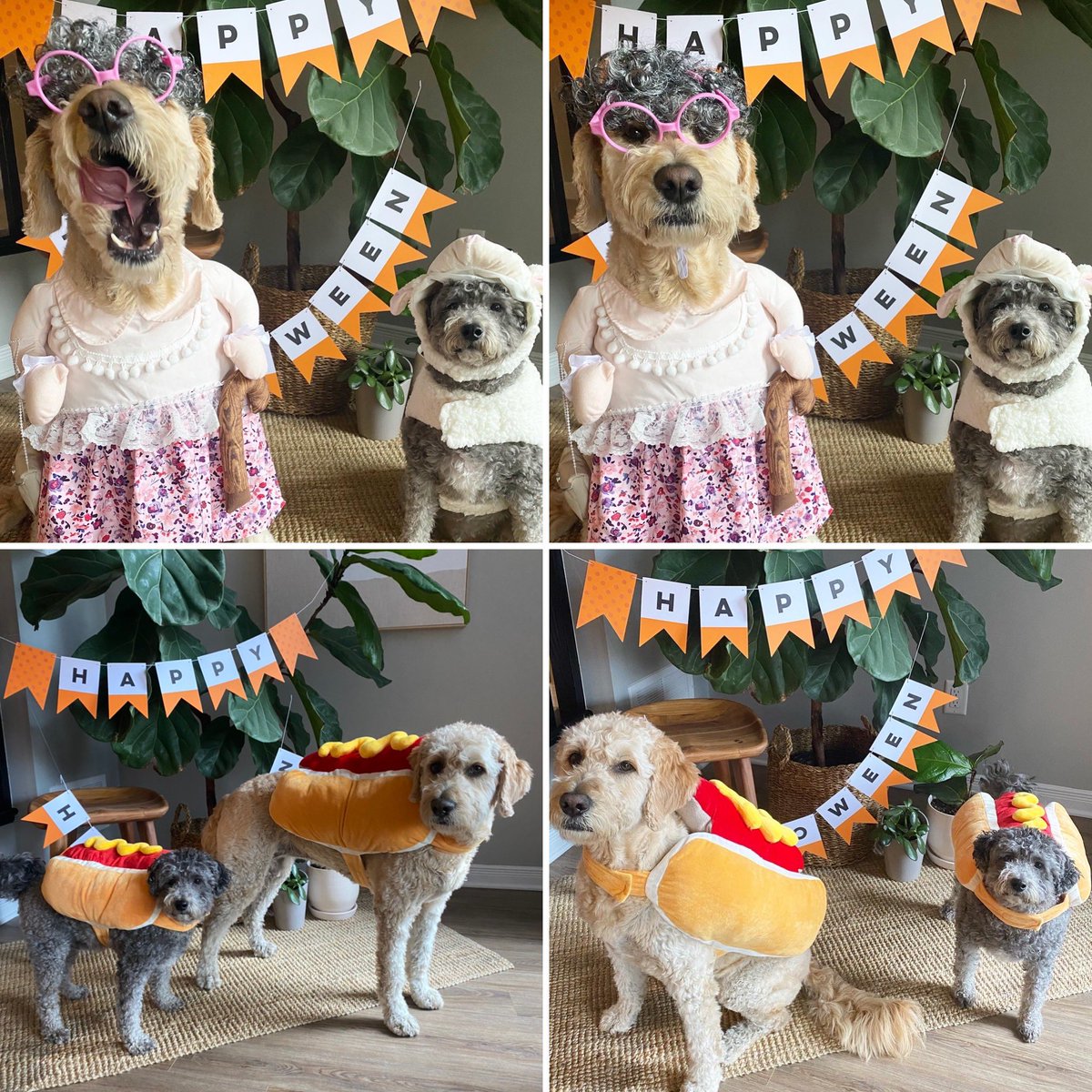 The kids have really outdone themselves this year #HOWLoween #redridinghood #wolfinsheepsclothing #hotdog #coupleofweiners #crazydogmom