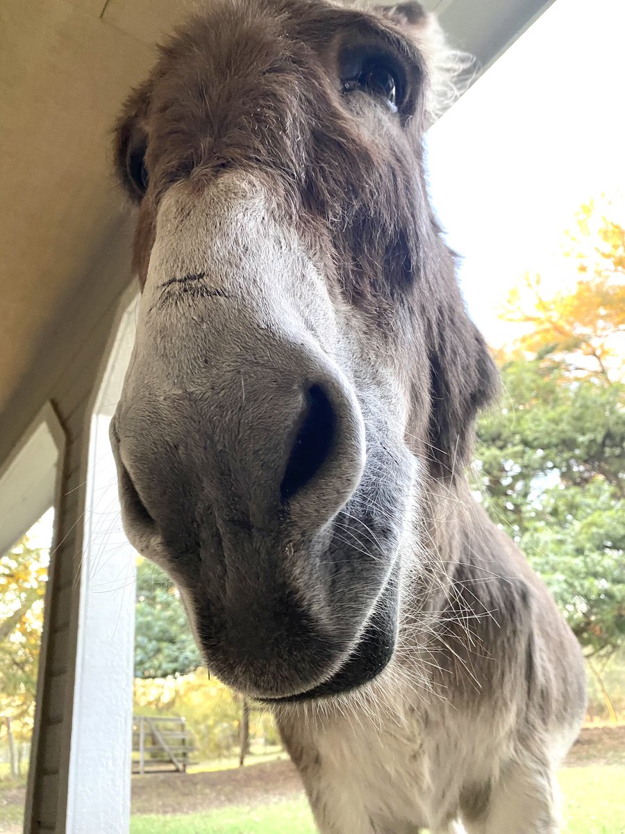 RachelAnneRidge's tweet photo. This big ol’ mug is my inspiration today. @FlashTheDonkey https://t.co/0UeOhJLbg5
