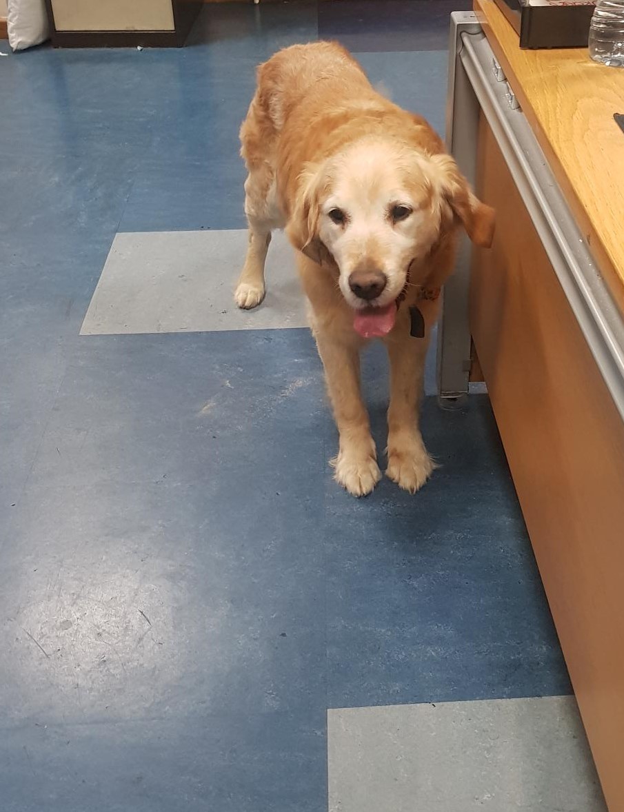 This cute fella was found in the Irishtown area of Dublin and is currently being looked after at Store Street Garda Station We are looking to reunite him with his owners Store Street Garda Station 01 666 8000