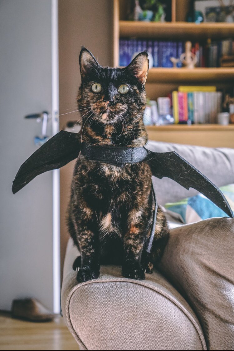 becci_richards1's tweet photo. I’ll just leave this here…
#HappyHalloween2021 #mistycat Happy Halloween! https://t.co/inmSd9x2oZ