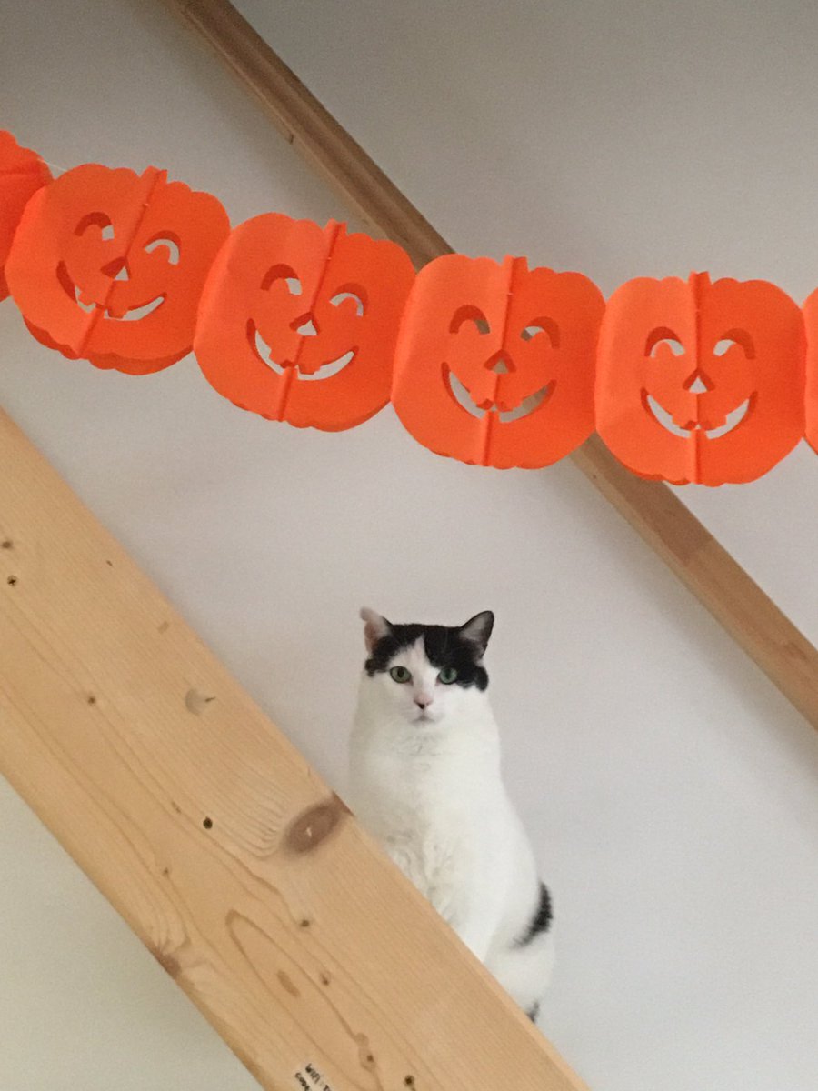 fonsfallens's tweet image. 