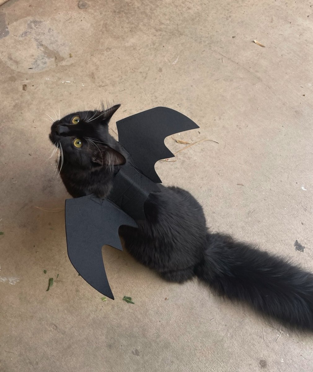 happy halloween! https://t.co/s8PnQAgkOE