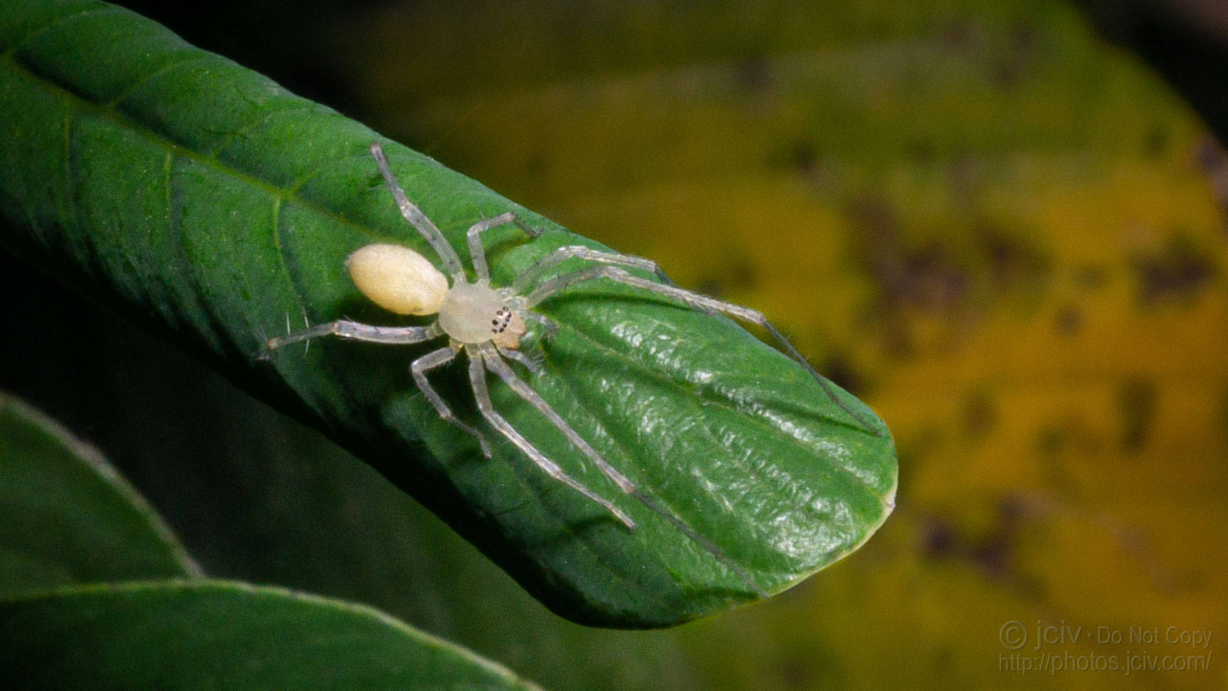 Arachtober on Twitter: Arachtober on Twitter:
