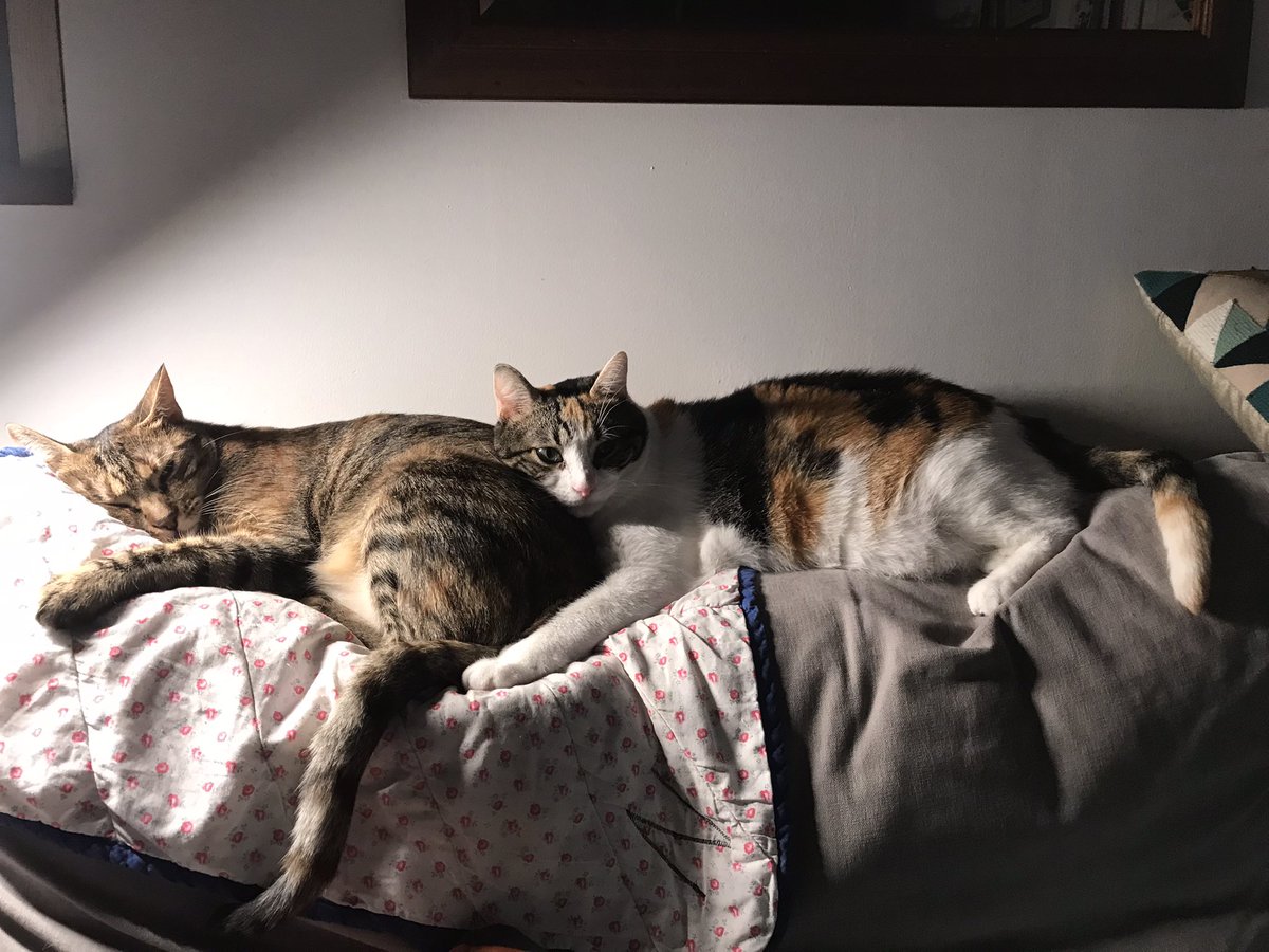 Qomomolo's tweet photo. El mundo gatuno en nuestra casa celebra su particular #Halloween 

#cats #gatos #moixos https://t.co/uyTi0UrvHi