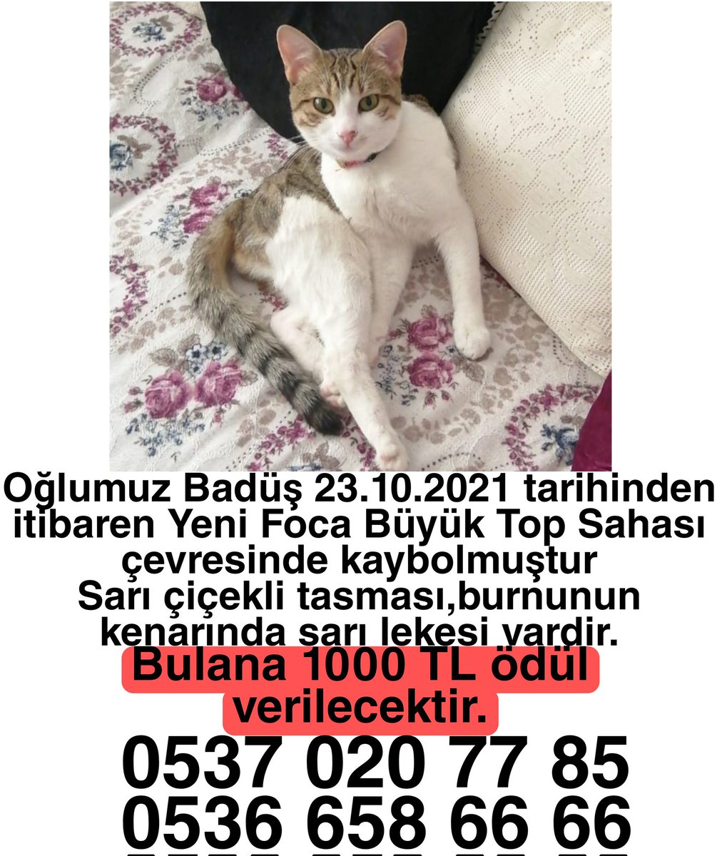 EfileAk's tweet image. !!!!!KAYİP!!!!!
İzmir Yeni Foca&apos;da kaybolan en degerlimiz kedimizi oglumuz badusu ariyoruz!!!
#yenifoca #yenifoça #izmiryenifoça #izmirfoça #izmirfoca #foça