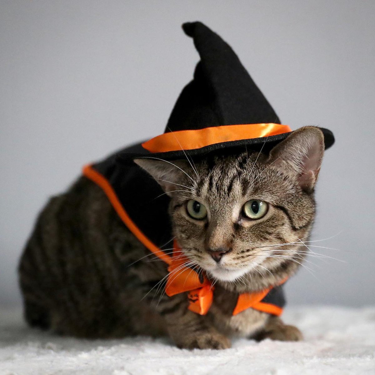 Happy Halloween from my girls Maisy, Rainbow, Potato, and Matilda!#CatsOfTwitter #HappyHalloween2021 #halloweencat #catlife #CatsInCostume2021 #catlove #AdoptDontShop #CatPicture #halloween2021 #halloween #TrickOrTreat #spooky #witch #bat #cats