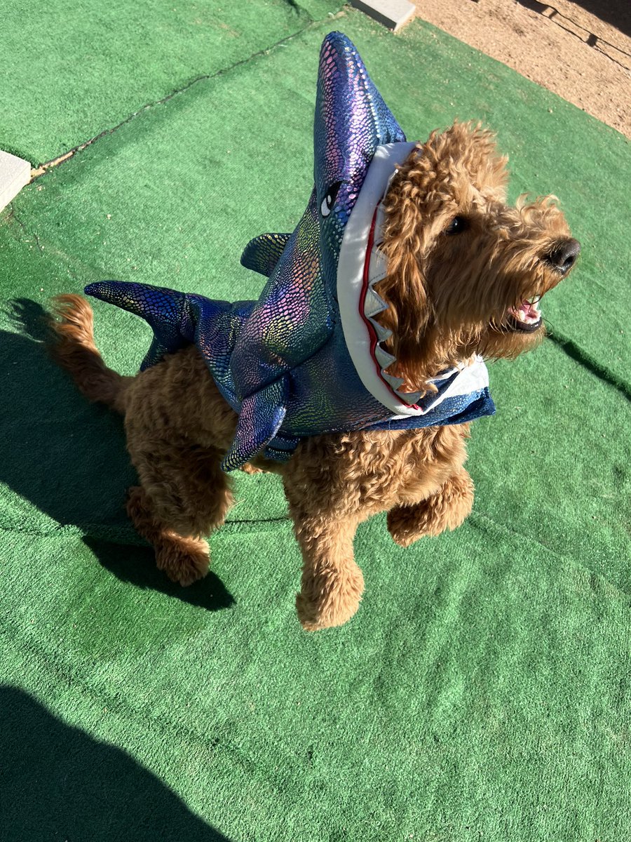TylerJulle's tweet photo. Happy Halloween everyone!🎃👻 https://t.co/i6wKIYJZWZ