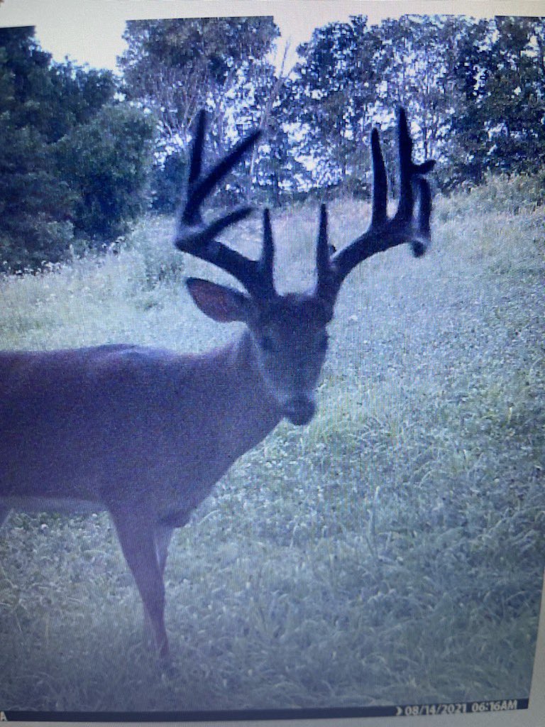 cppottier's tweet photo. Another beautiful morning at the Double O Farm. I didn’t notice his right G3 broke off, but I am still pumped regardless! https://t.co/K5lQXE8V9K