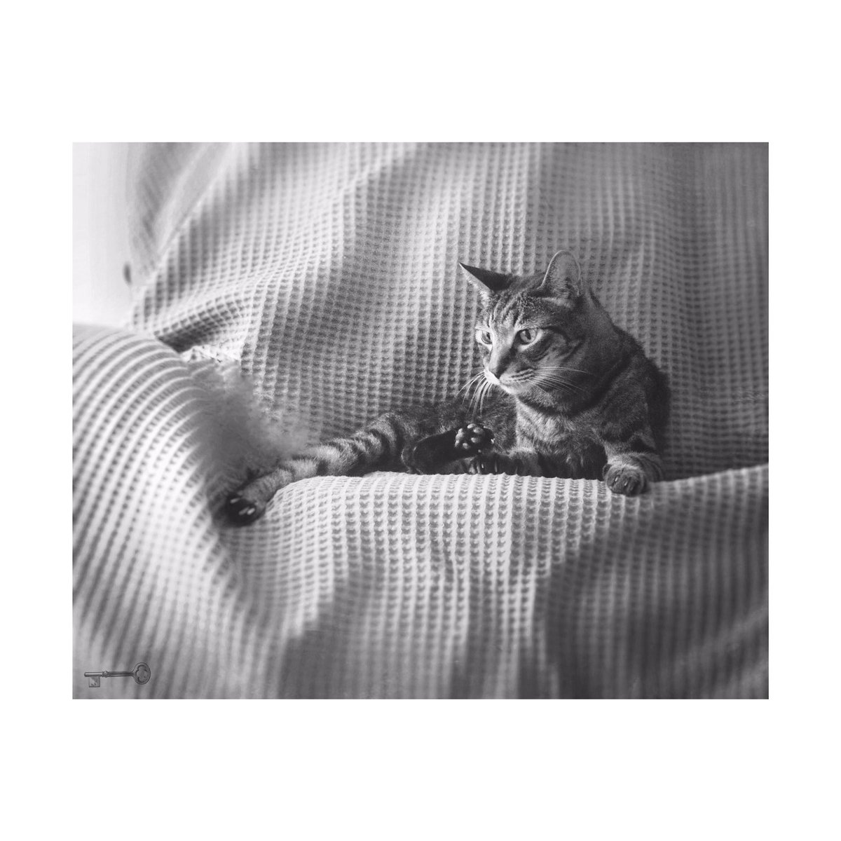 uu_np8's tweet photo. A little surprised
Yellow-green wild parakeets were coming.
Have a good day
#catphotography #photography #bnwphotography #blackandwhite #streetphotography #noir #cat #life #birdwatching #parakeets #surprise #beautiful #feelgood #bnw_captures #CatsOfTwitter #ThanksCat https://t.co/GqrS13UXF8