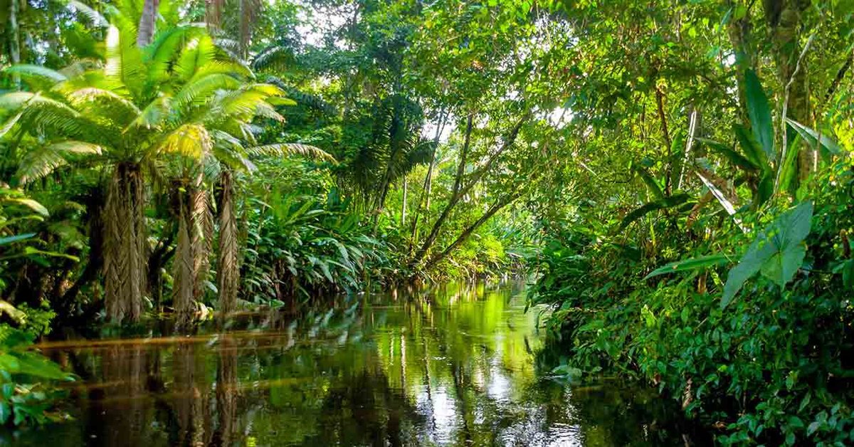 CEOofShaula's tweet photo. #SaveAmazonas
The deforestation of the Amazonas rainforest is going over a decade.
The Brazilian government, allowed farmers to illegally burn hectares of rainforest.
Consequently, many tribes are in danger of their existence.
These folk fought for many years for their existence. https://t.co/lwj1QLinOk