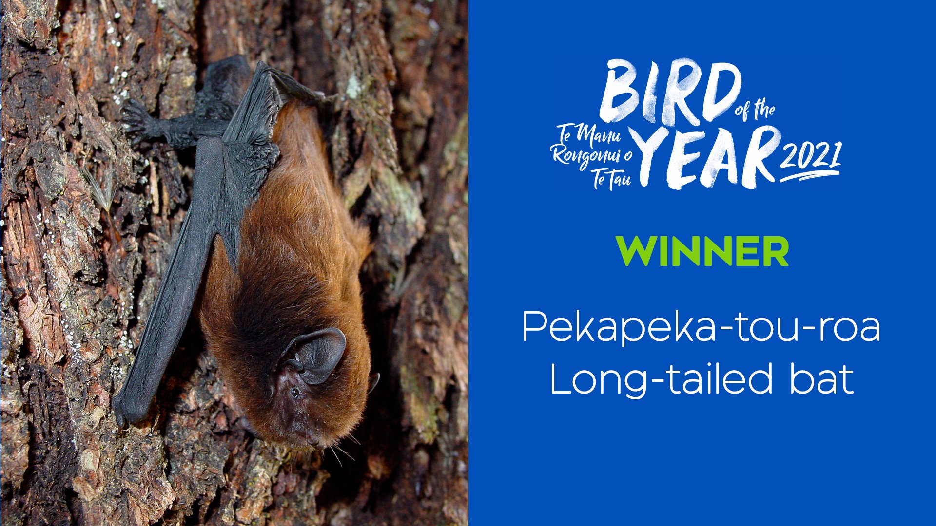 PekapekaTouRoa Has Won Bird of the Year Predatorfree Hamilton