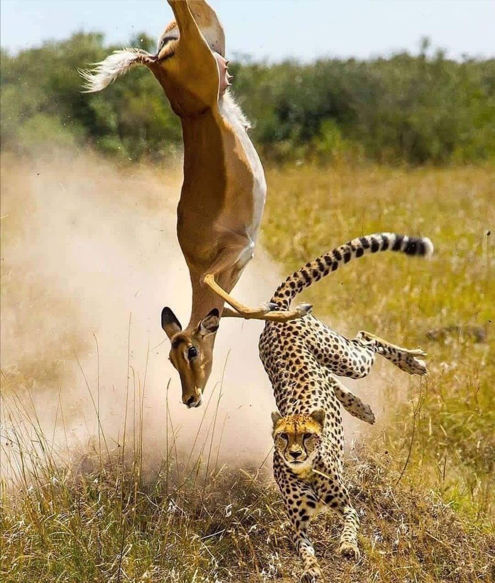 WasafiriP's tweet photo. Safari spectacle!!
#safari #travel #wildlife #rose #HAECHAN #KuCoin #aespa #onlinebooking #EmmaRose
#Android https://t.co/lyaBMKL9M9