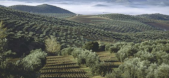 atasteofspain's tweet photo. Did you know?... #Spain is the world's main producer of Olive oil, the country with largest vineyard extension, and the leading exporter of fruits &amp; vegetables
#food #wine #farming #agriculture #travel https://t.co/NkTLeCCT2G
