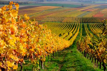 atasteofspain's tweet photo. Did you know?... #Spain is the world's main producer of Olive oil, the country with largest vineyard extension, and the leading exporter of fruits &amp; vegetables
#food #wine #farming #agriculture #travel https://t.co/NkTLeCCT2G