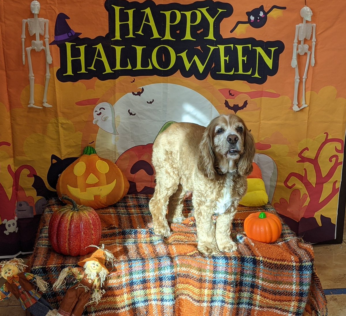 EnterpriseAud's tweet photo. Happy Halloween! https://t.co/y9vPJ1MVZG