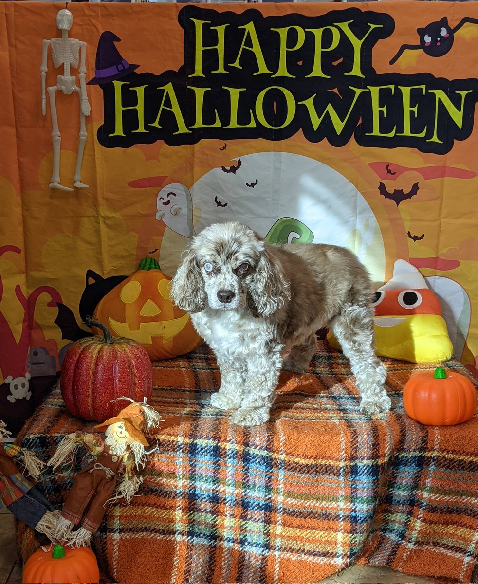 EnterpriseAud's tweet photo. Happy Halloween! https://t.co/y9vPJ1MVZG