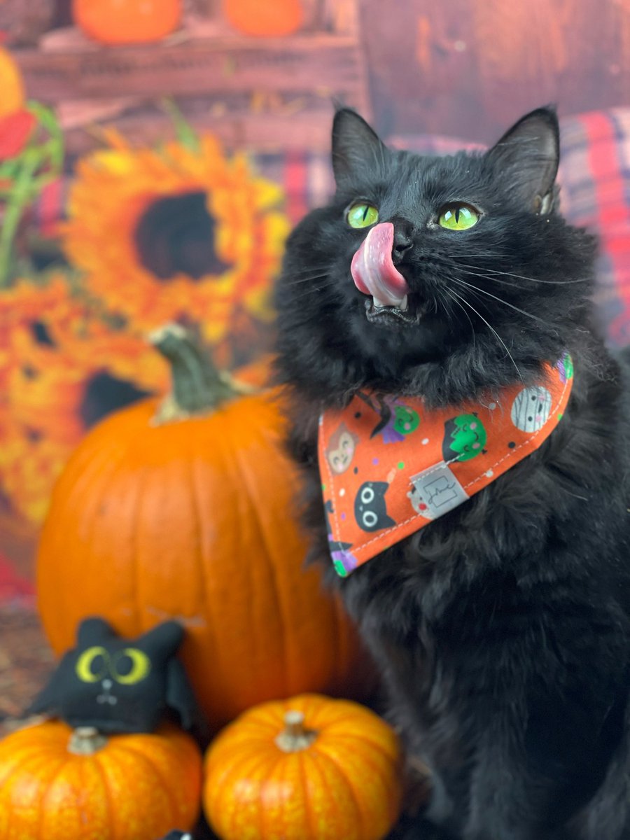 🎃🎃Happy Halloween!🎃🎃
Cleo obviously wasn’t enjoying the Halloween treats as much as the other three!😹😹