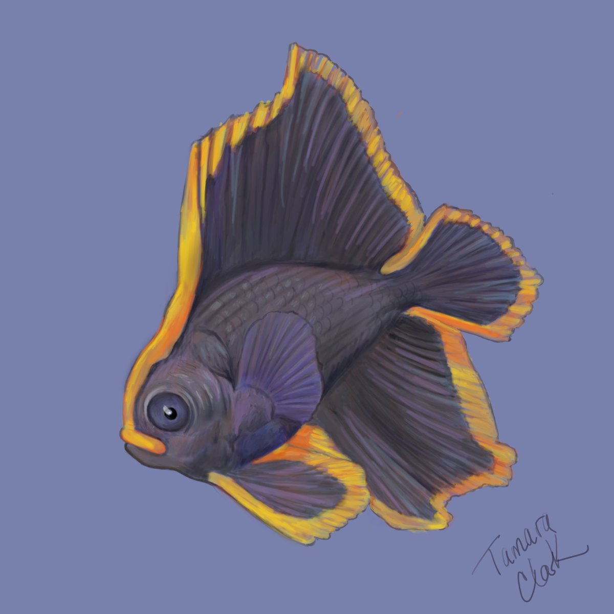Not so spooky but loved the #halloween -y colors in this fascinating Dusky (Pinnatus) Batfish for #SundayFishSketch . Juveniles mimic a toxic flatworm with their orange edges, then grow out of them as adults. Happy #halloween2021!
 #sciart #sciartober ~ variation. #procreate
