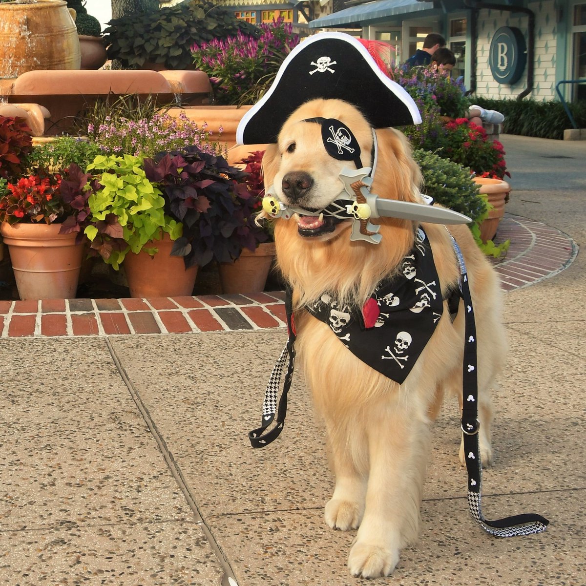 Sometimes Captain Jack Sparrow can look a little ruff around the edges, but he always looks perfect for #Halloween. Join the #TealPumpkinProject—a “perfect” way to help keep #FoodAllergy kids safe tonight.

#Weekendsmiles #GRC @GoldretrieverUS