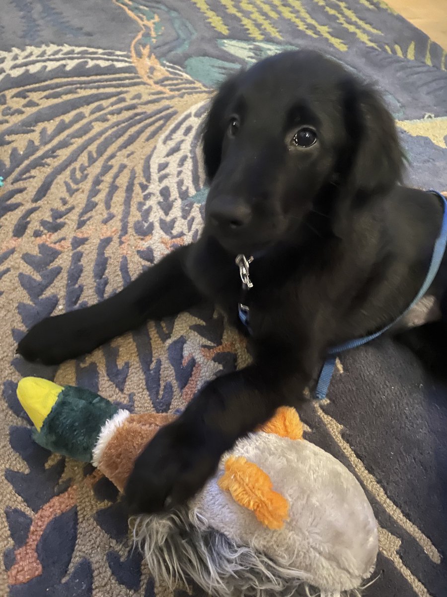 sara cox💙 tweet media