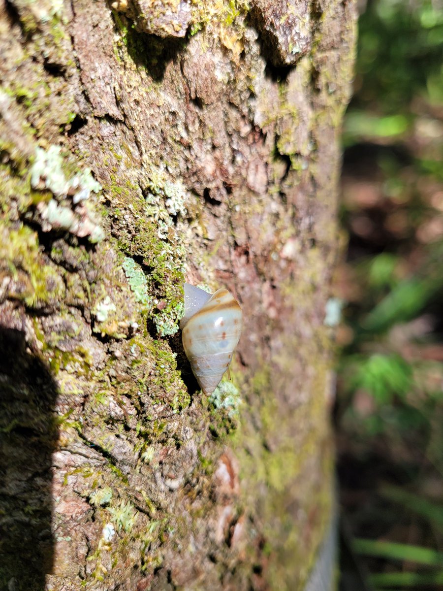 twmblog_'s tweet photo. Found this cute little guy on a tree in our property. Can't wait to start building our forever home! What cool creatures have you seen recently? I also saw a frog, a snake, a scorpion, lizards, the shell of a beetle. https://t.co/J0H1VfKRf4