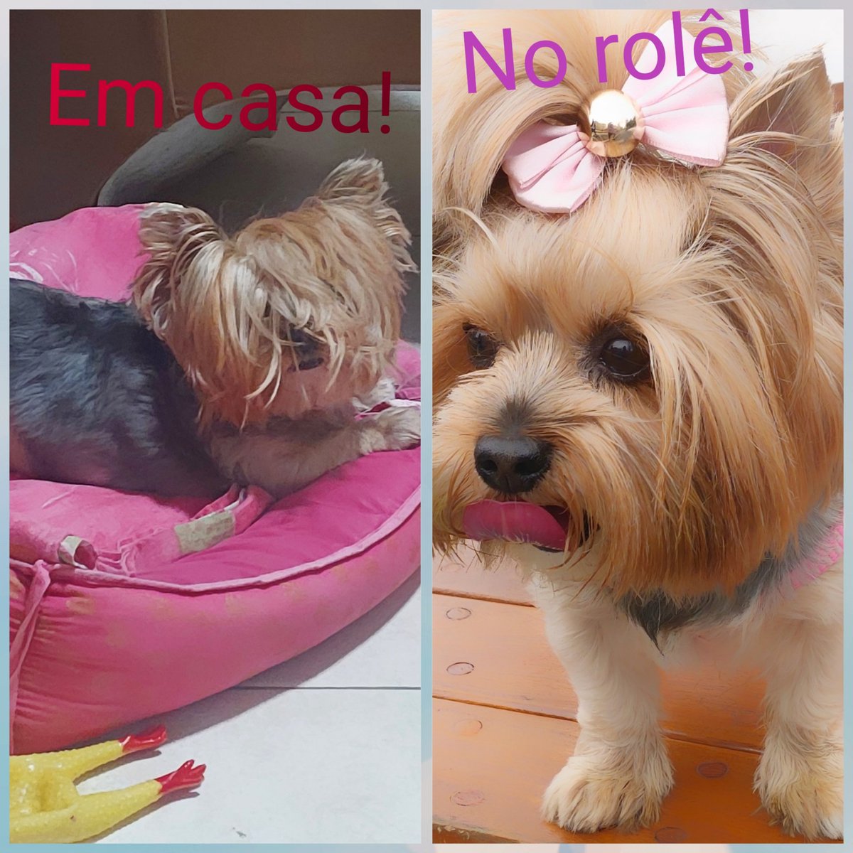 DaniGonini's tweet photo. A diferença de estar em casa e no rolê! 🤣🤣🤣🤣🤣 #yorkshire #yorkshireterrier #casaerole #lindadequalquerjeito #amorsemfim #amorporamor #amorsemmedida #mamaedeauau https://t.co/nAqRolql9n
