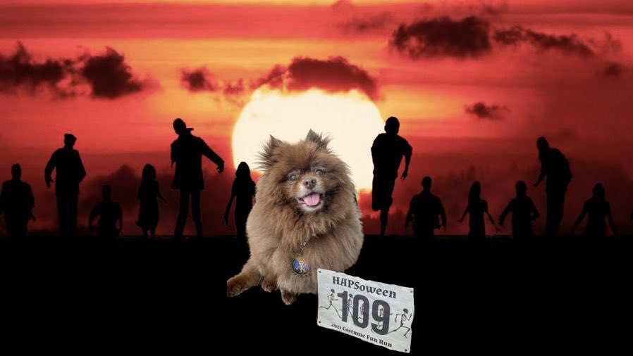 DrMquinn08's tweet photo. Dexter has been working on the @HumanAandPSoc Fun Run all week. He got past all the zombies  #HAPSoween https://t.co/MXnL1VApaP