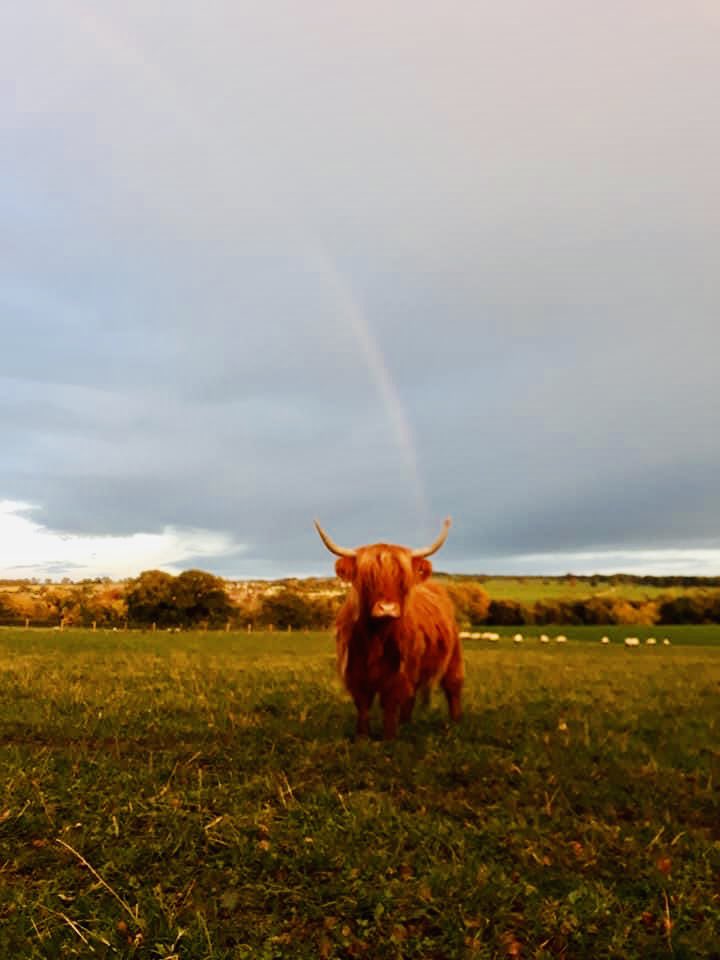 Instead of a pot of gold we have a new highland cow!! 🌈 <a href="/Highland_Cows/">Highland Cows</a>