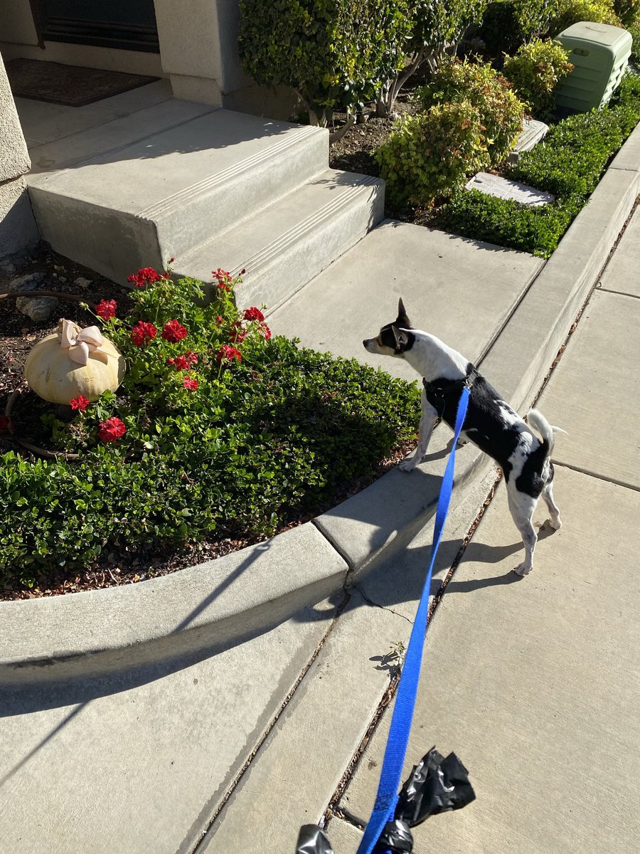 Halloween was Baxter’s gotcha day.. it was also his least favorite holiday. He hated the decorations. I miss you so much and it’s not the same without you barking at pumpkins #otrb
