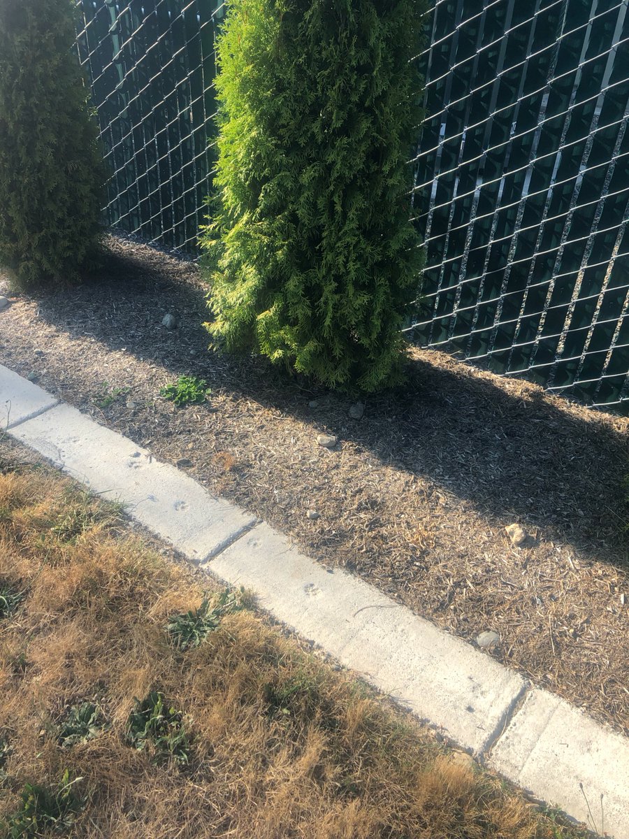 kppoverprofit's tweet photo. Historian finds paw prints in Crown Castle's illegal Burial Block 13 concrete. Seattle Pet Cemetery. “Cats were the gangsters of the animal world, living outside the law and often dying there. There were a great many of them who never grew old by the fire.” @StephenKing #blackcat https://t.co/zslprpEQIT