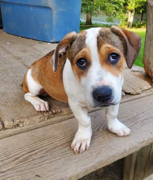 "I'm lost!  Please share.  Missing from Rochester NY.  Harvard/Park Avenue Area.  
A day after being adopted 10/30/21, Andi slipped her collar and ran away.  Please don't chase her.  Call 585 466 1964  if seen.  
"If you live in the area, search around.  We think she is hiding."