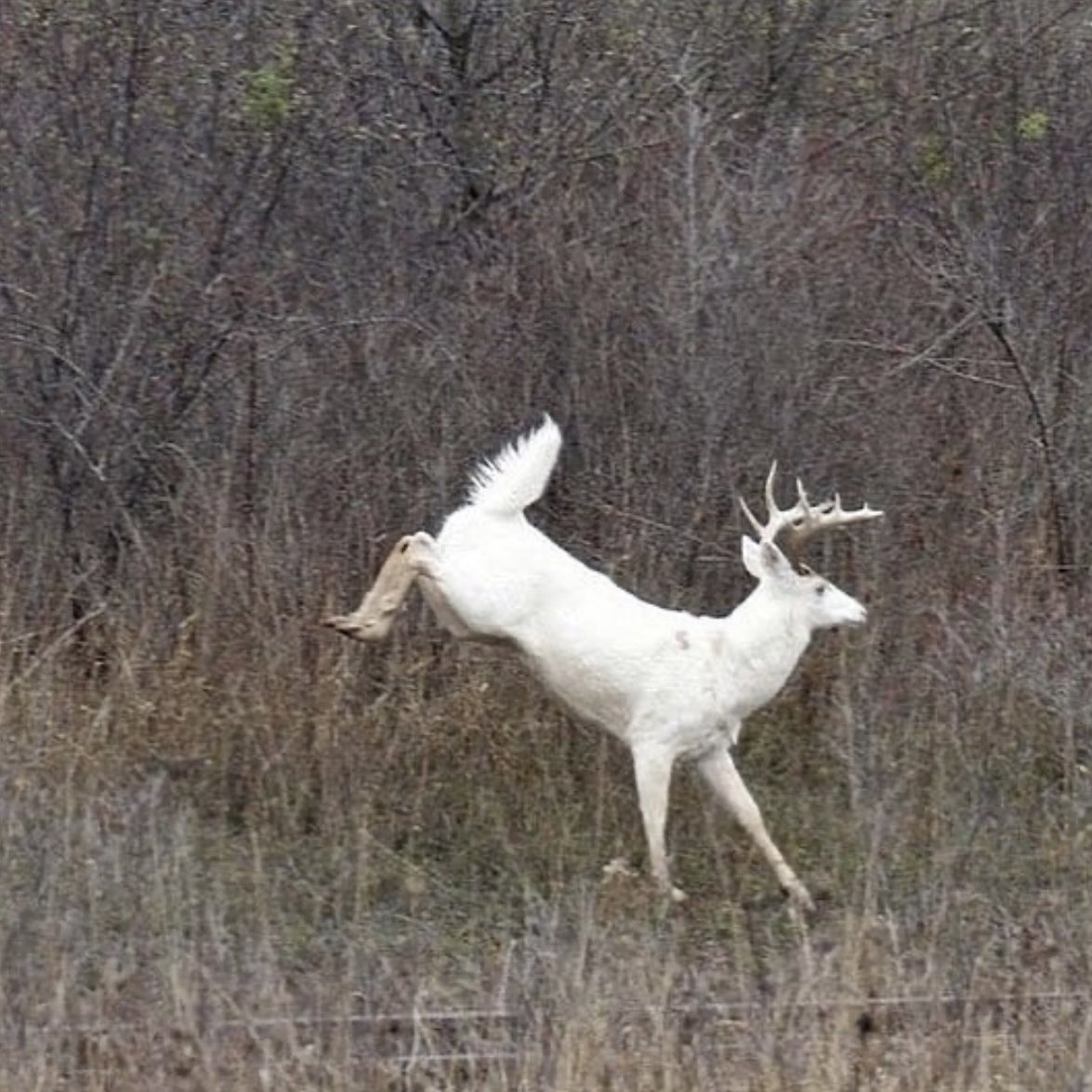 team_ahn's tweet photo. Shoot or pass??👇
Check out our outfitters on https://t.co/Zyp9hQLXEE! ⬅️
✅ Hunting giveaways!
✅ Hunting Guides
✅ Outfitters
✅ Hundreds of options
✅ Be the Hunter you're meant to be
#americashuntingnetwork #teamahn #hunting #bowhunting #deer #whitetail #outdoors #hunt https://t.co/E2IqonWpGe