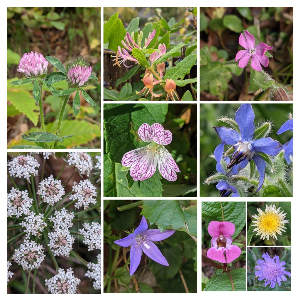 Thought I would struggle this week for #thewinter10 however the ride queues at Alton Towers meander through well established woodland with plenty of flora, 5 from Alton Towers, 5 from Ellesmere.  #wildflowerhour @wildflowerhour