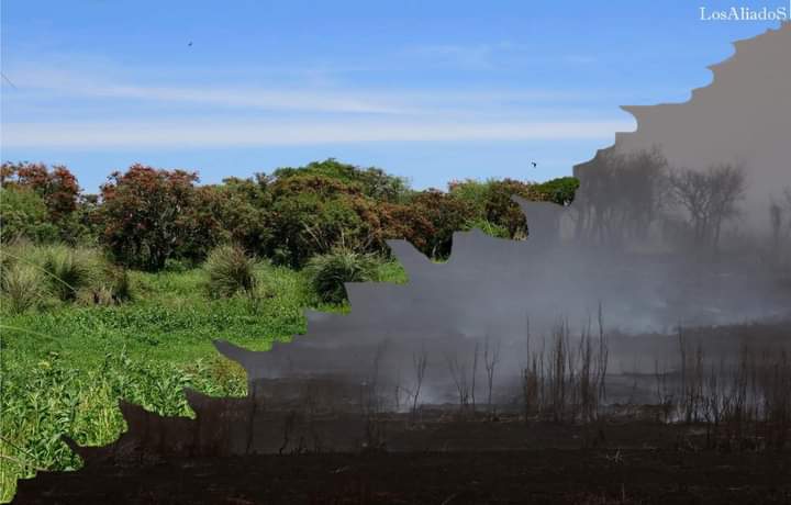 Delta del Paraná Humedales en riesgo.
La quema mata la biodiversidad.

Los incendios, además de generar daños graves en el ecosistema y en la flora y fauna autóctona, el fuego arrasó más de 500 mil hectáreas entre el 2020 y lo que va del 2021.