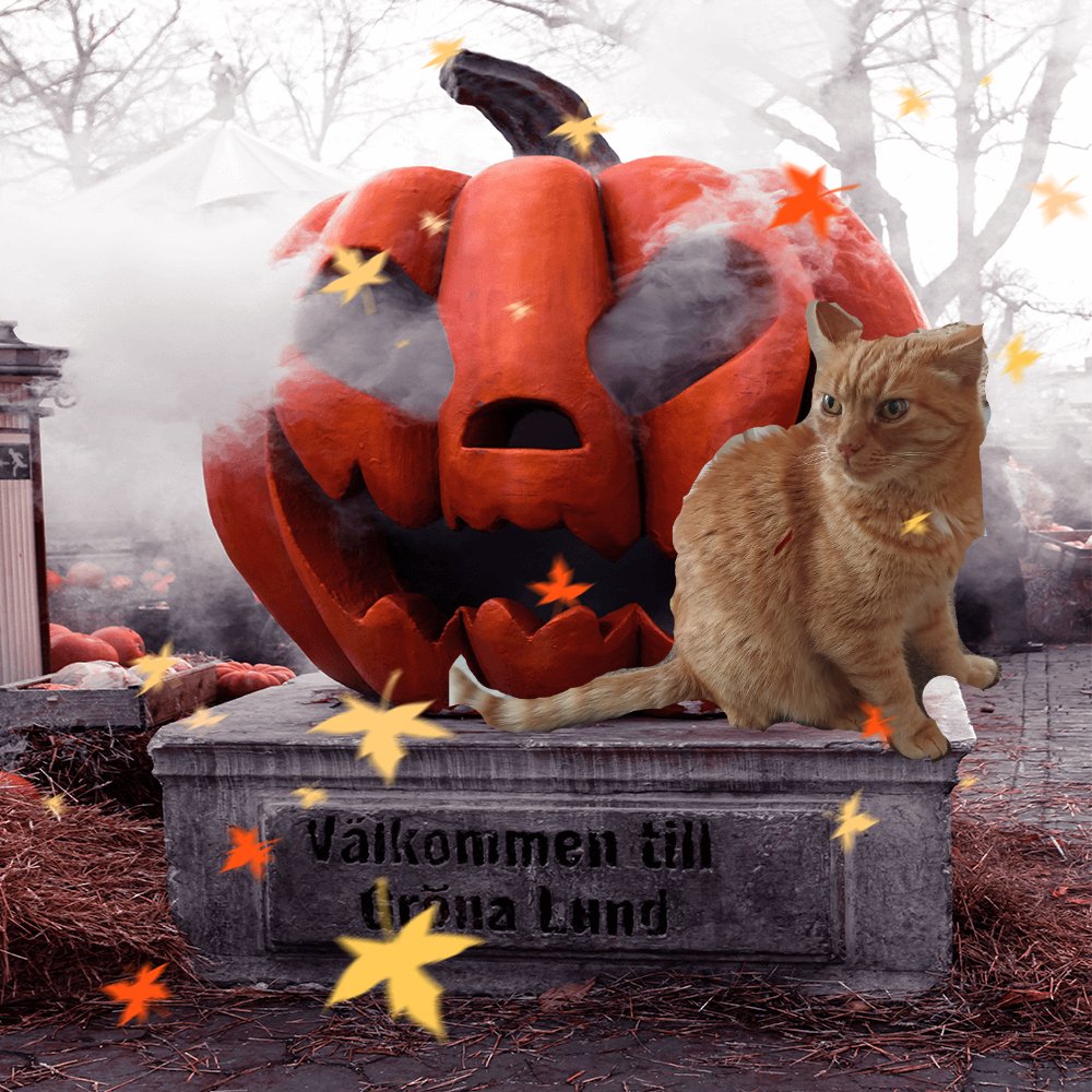 donnagocat's tweet photo. #PicsPro Freddies Pumpkin love https://t.co/lhqHWoXyG3