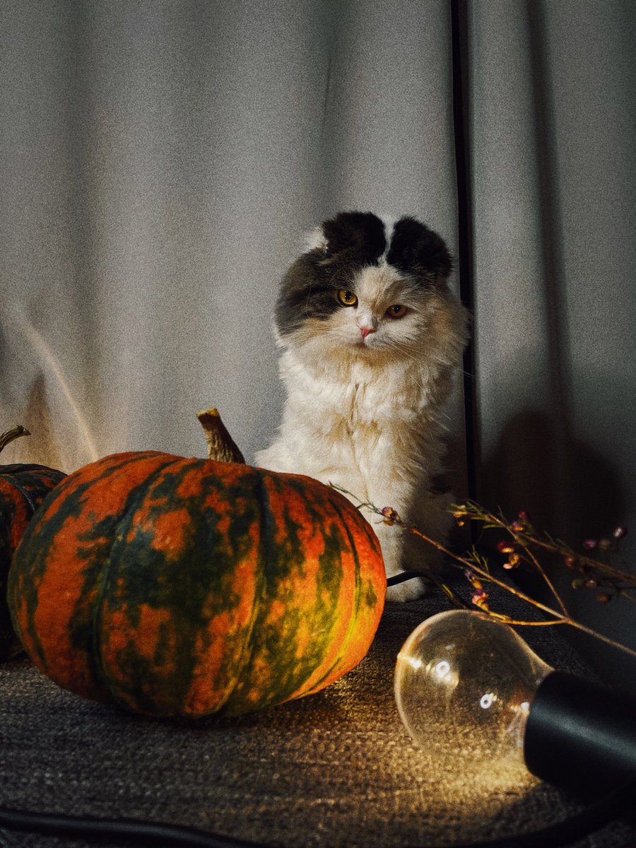 ClausCucumber's tweet photo. Happy Halloween 🎃 👻 https://t.co/wDKFKjpWpu