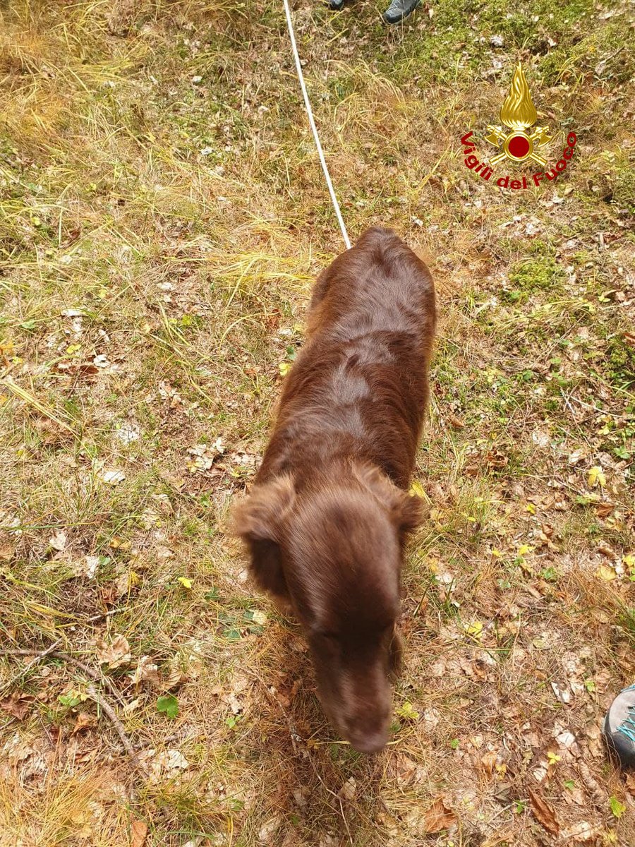 vvfveneto's tweet photo. #31ottobre #CortinadAmpezzo(BL), Mokka, un cane labrador, cade per circa 5 metri in una fenditura del terreno in località #Pocol a salvarlo ci pensano i #vigilidelfuoco che recuperano l’animale calandosi nella buca. Felice il padrone sollevato per lo scampato pericolo https://t.co/eQCwLSmJJ4