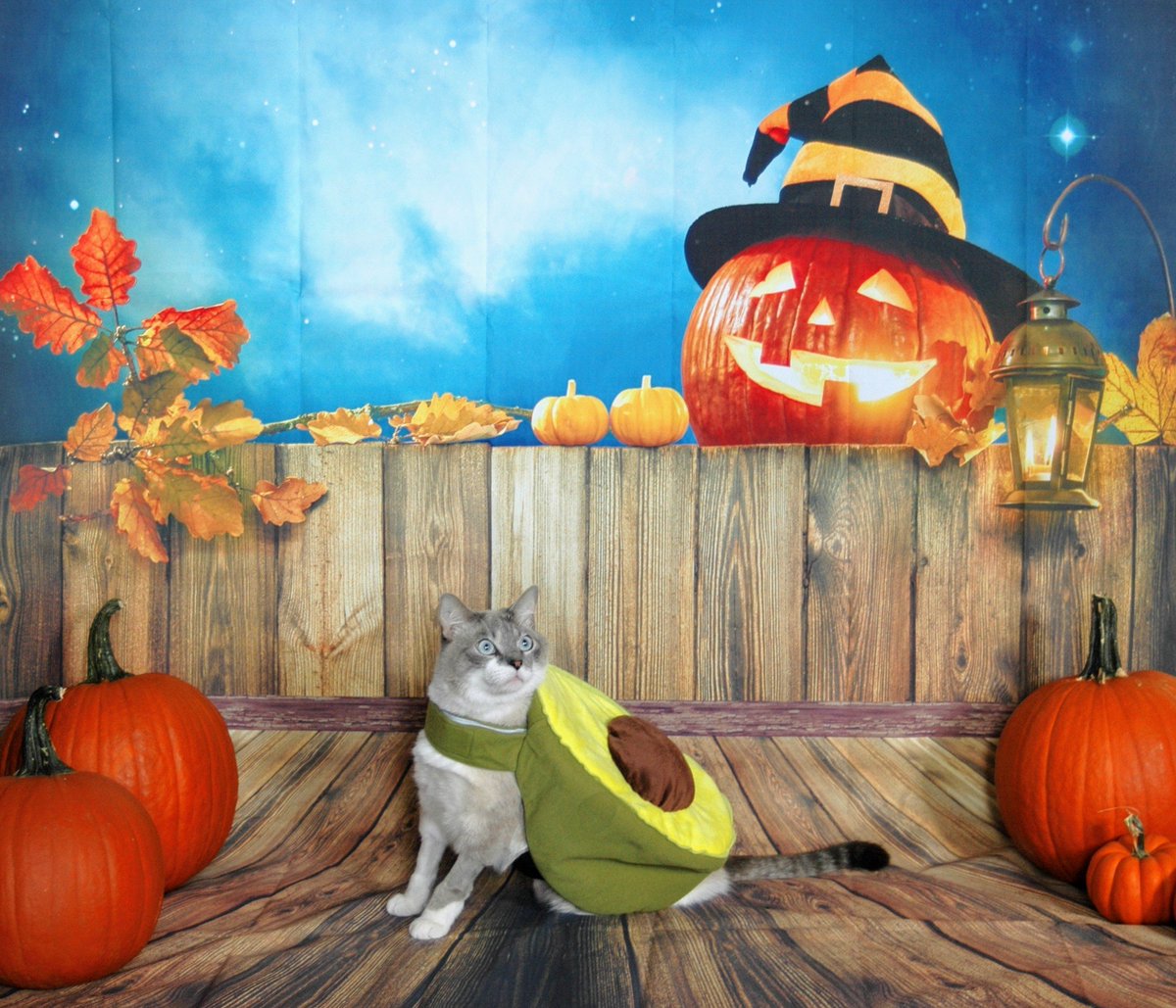 KingoftheCatzle's tweet photo. Happy Halloween, Everypawdy! 🎃🐾 #avocato 🥑 #CatsOfTwitter #CatsParade #CatsInCostume2021 #halloween2021 #Halloween https://t.co/TBb3nrAvpt