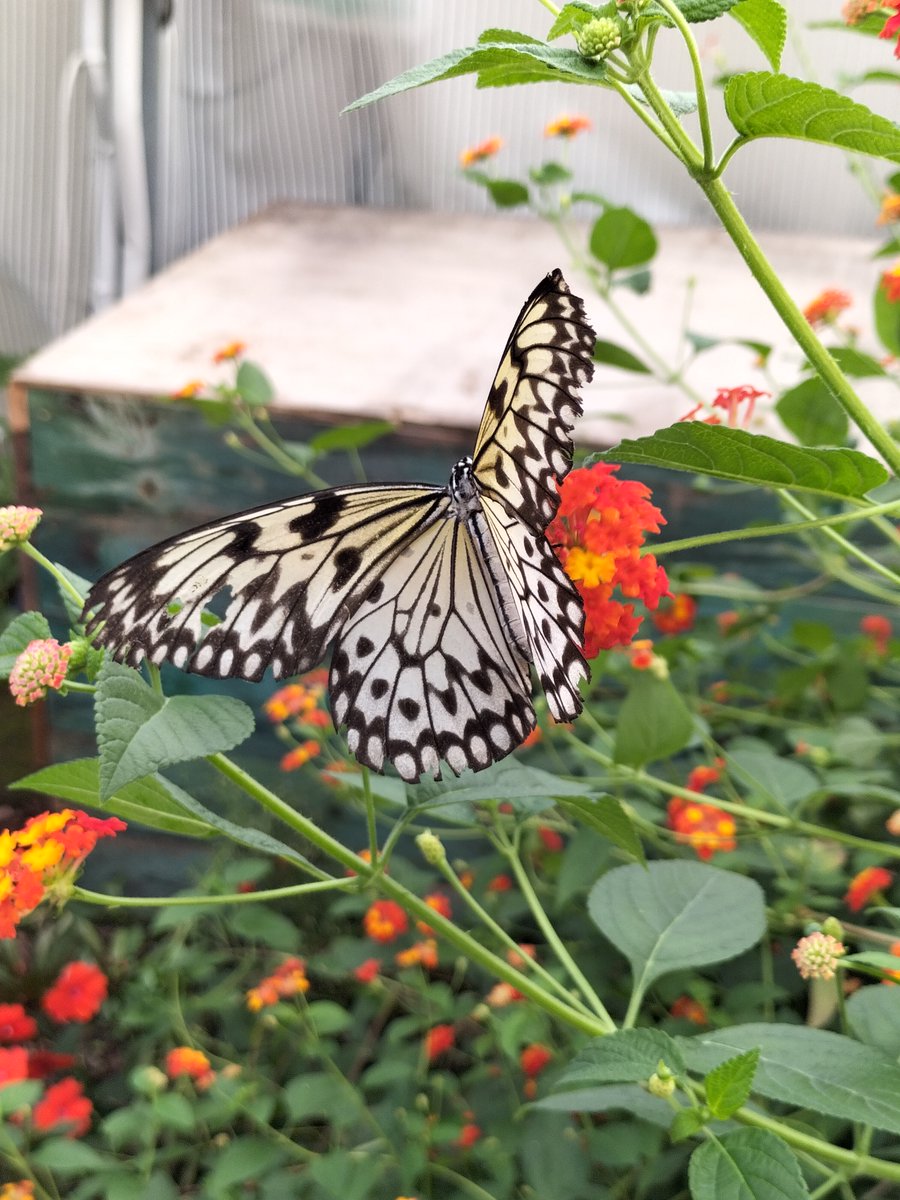 Oggi in punta dei piedi siamo entrati nel loro mondo 🦋
Il Villaggio delle Farfalle nell'Oasi Rossi a Santorso #vicenza un'esperienza da non farsi mancare.
#Veneto #ideaweekend