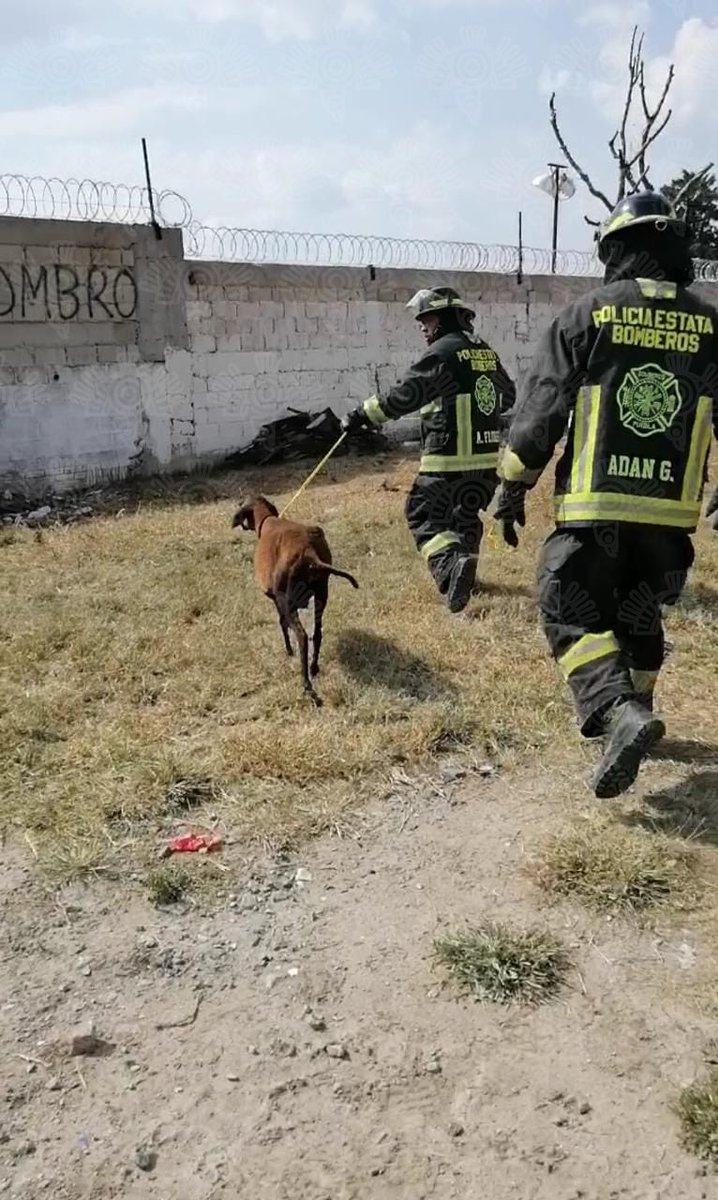 SSPGobPue's tweet photo. 👨‍🚒👩‍🚒| Desde el inicio de la emergencia en San Pablo Xochimehuacán, el Heroico Cuerpo de Bomberos se ha mantenido auxiliando a la población en general y protegiendo la vida animal.
#SerPolicíaEsUnOrgullo https://t.co/HmKCcxfWNv