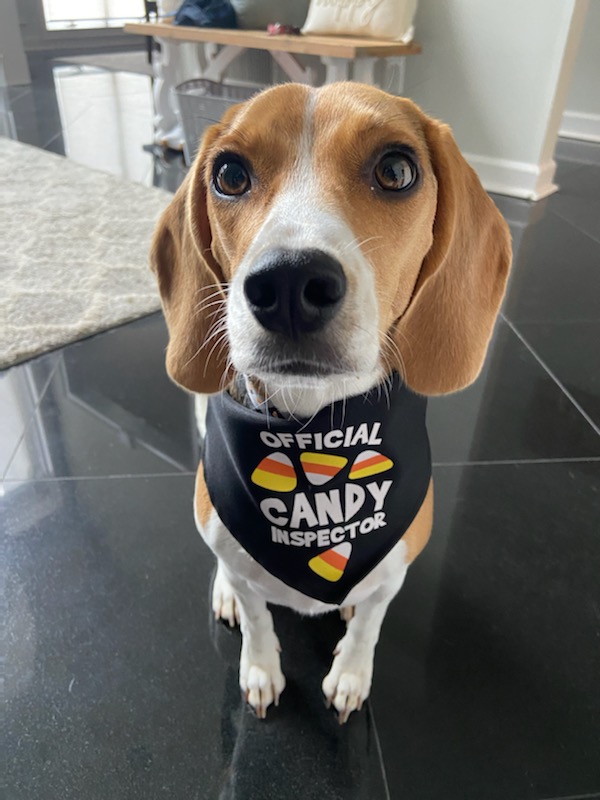 BeagleBrigadeGA's tweet image. Happy Halloween y&apos;all! 🎃🎃🎃 Candy Inspector #Beagle 🐶 #Howlween @beaglefacts