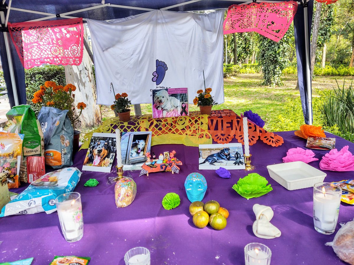 Perrosenlacalle's tweet photo. Familia, ya estamos con nuestro altar en parque hundido esperando la Calaverita para los peques rescatados. Vengan! Aquí los esperamos hasta las 6:00 p.m. https://t.co/A0y3yg7RuO