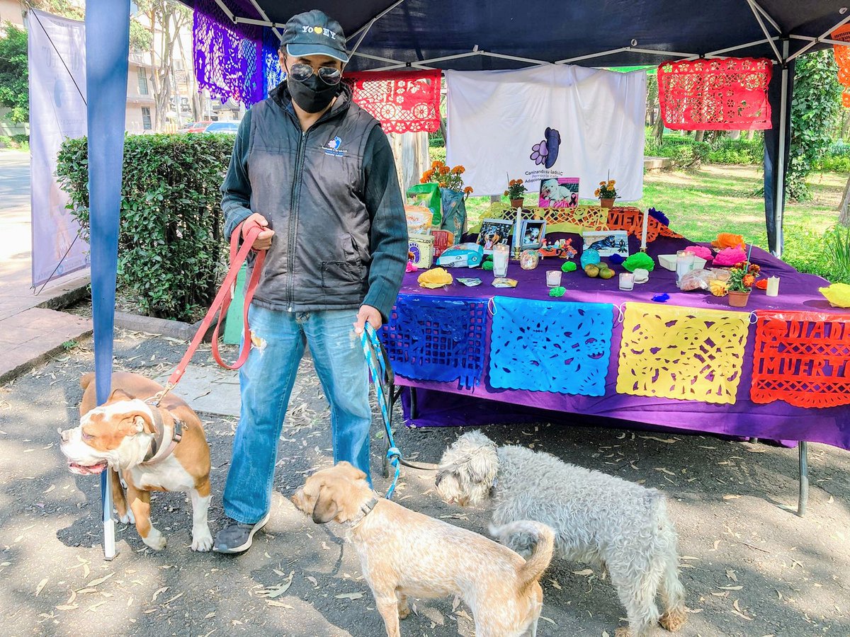 Perrosenlacalle's tweet photo. Familia, ya estamos con nuestro altar en parque hundido esperando la Calaverita para los peques rescatados. Vengan! Aquí los esperamos hasta las 6:00 p.m. https://t.co/A0y3yg7RuO
