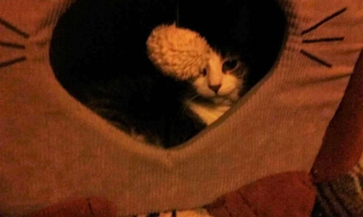 MadamSarcastra's tweet photo. #photodump
#cats & #clouds
(Wed.) #Noochie the #feral on the porch.
(Thurs.) Clouds o'er Menards.
(Fri.) #LittleCat in her cozy kitty-house in the #FortressOfSolitude
Speaking of which.... ๐ https://t.co/SQFlcMVshi