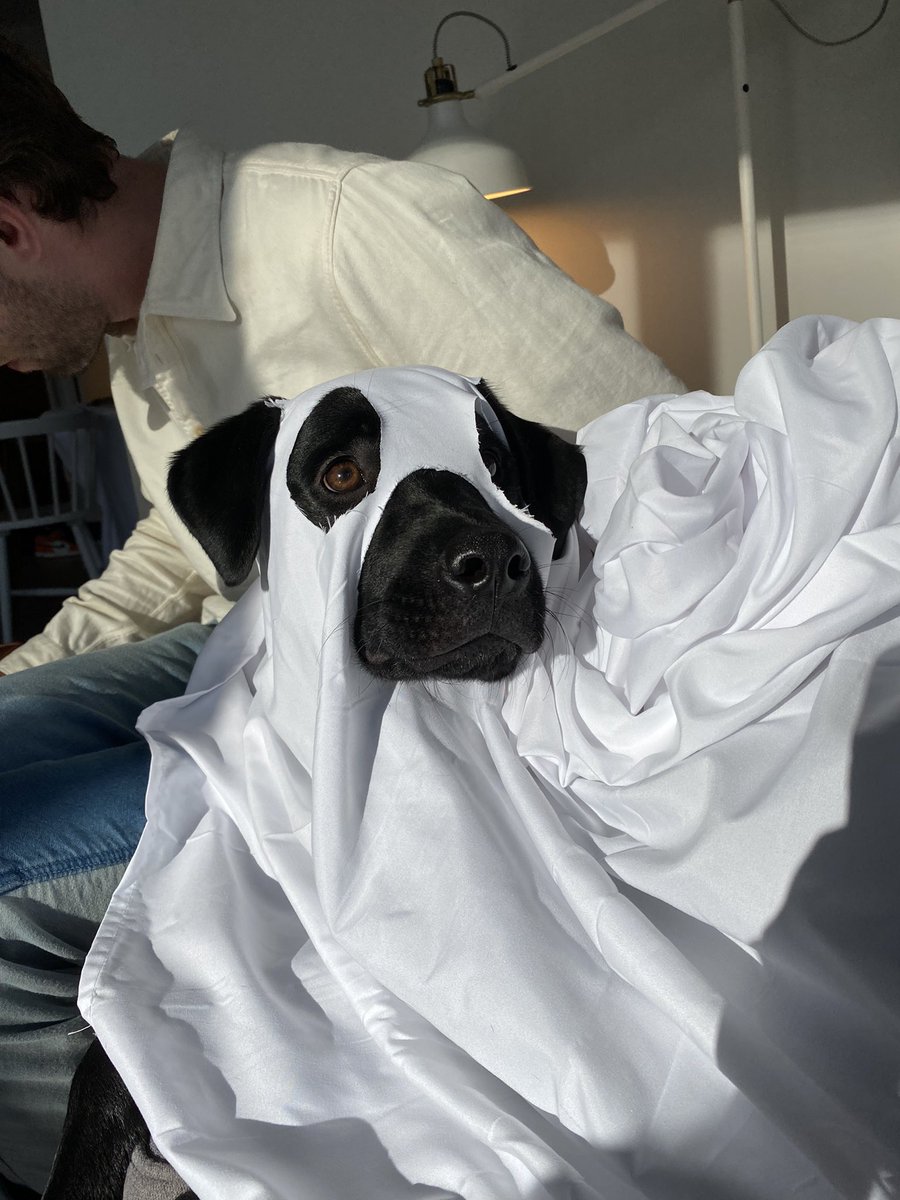 TaylorPreston3's tweet photo. She absolutely doesn’t hate me for this!!!! Ghost puppy!!! https://t.co/jOJ1U2XlJg