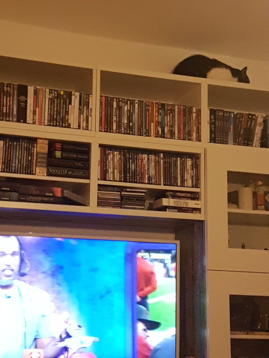 NMD_siegmundson's tweet photo. James special places #dreadbeard #cat #ranNFLsuechtig https://t.co/OSltAwmTXS